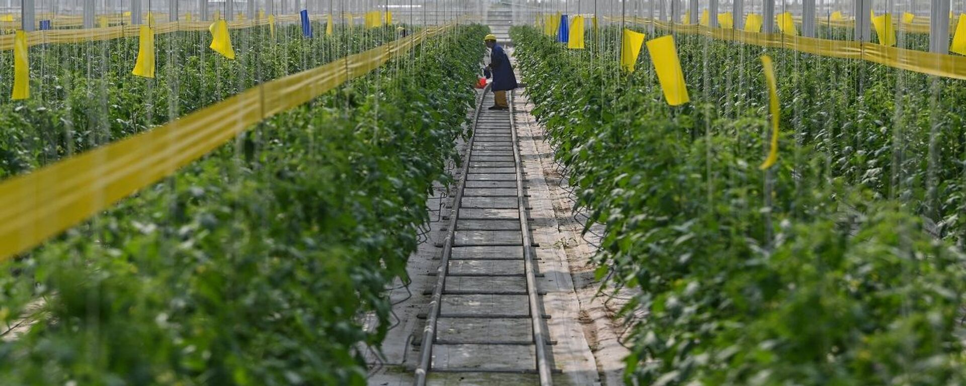 الصين تتوسع في استخدام الصوبات الزجاجية في الزراعة للتغلب على نقص إمدادات الغذاء وقت الأزمات - سبوتنيك عربي, 1920, 06.06.2021