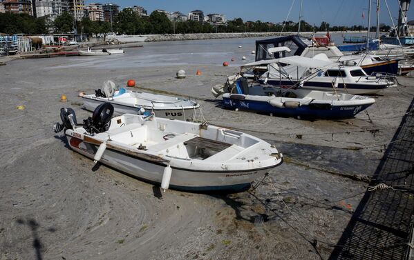 لعاب بحر مرمرة في اسطنبول، تركيا 6 يونيو 2021 - سبوتنيك عربي