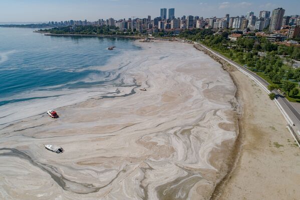 لعاب بحر مرمرة في اسطنبول، تركيا 6 يونيو 2021 - سبوتنيك عربي