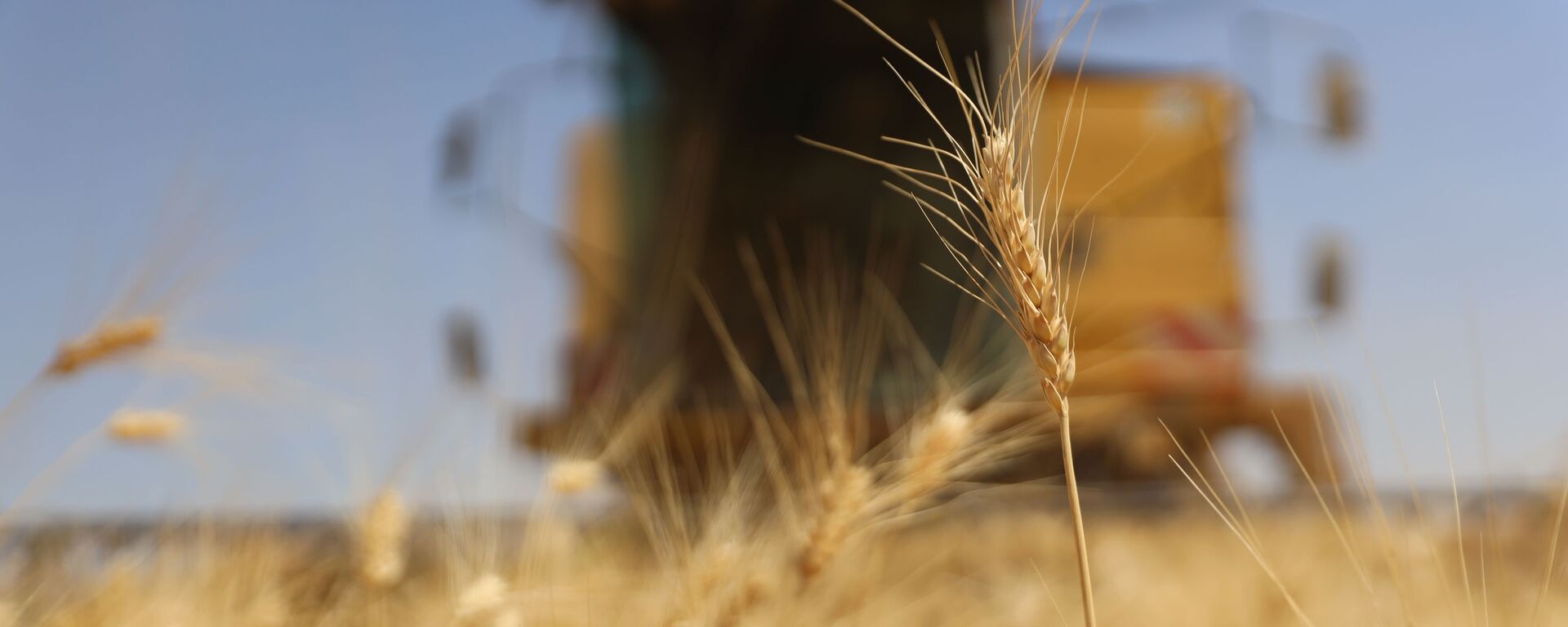 الحصاد بدأ مجددا.. هل تعود سوريا إلى تصدير القمح؟ - سبوتنيك عربي, 1920, 15.04.2022