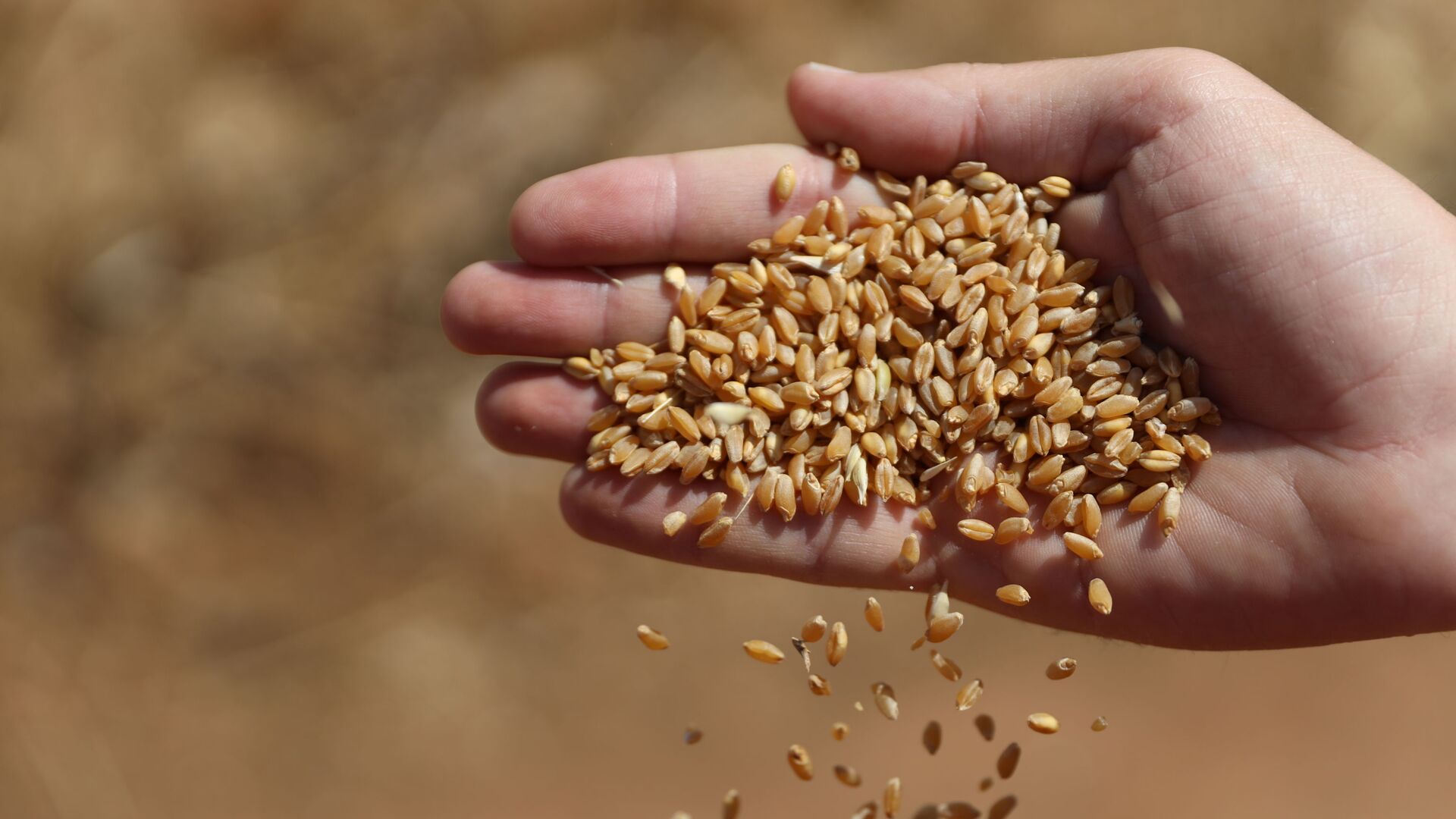 الحصاد بدأ مجددا.. هل تعود سوريا إلى تصدير القمح؟ - سبوتنيك عربي, 1920, 21.04.2022