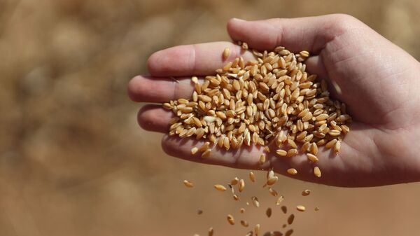 الحصاد بدأ مجددا.. هل تعود سوريا إلى تصدير القمح؟ - سبوتنيك عربي