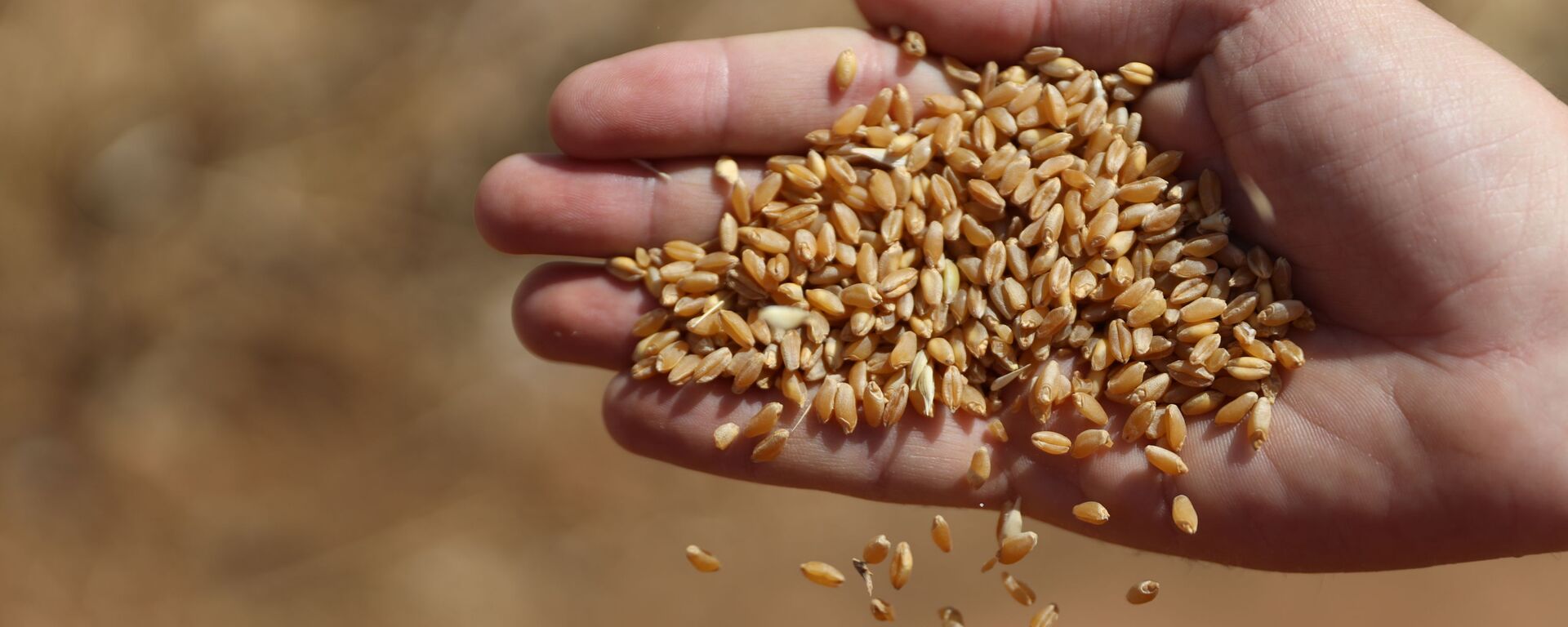 الحصاد بدأ مجددا.. هل تعود سوريا إلى تصدير القمح؟ - سبوتنيك عربي, 1920, 08.06.2022