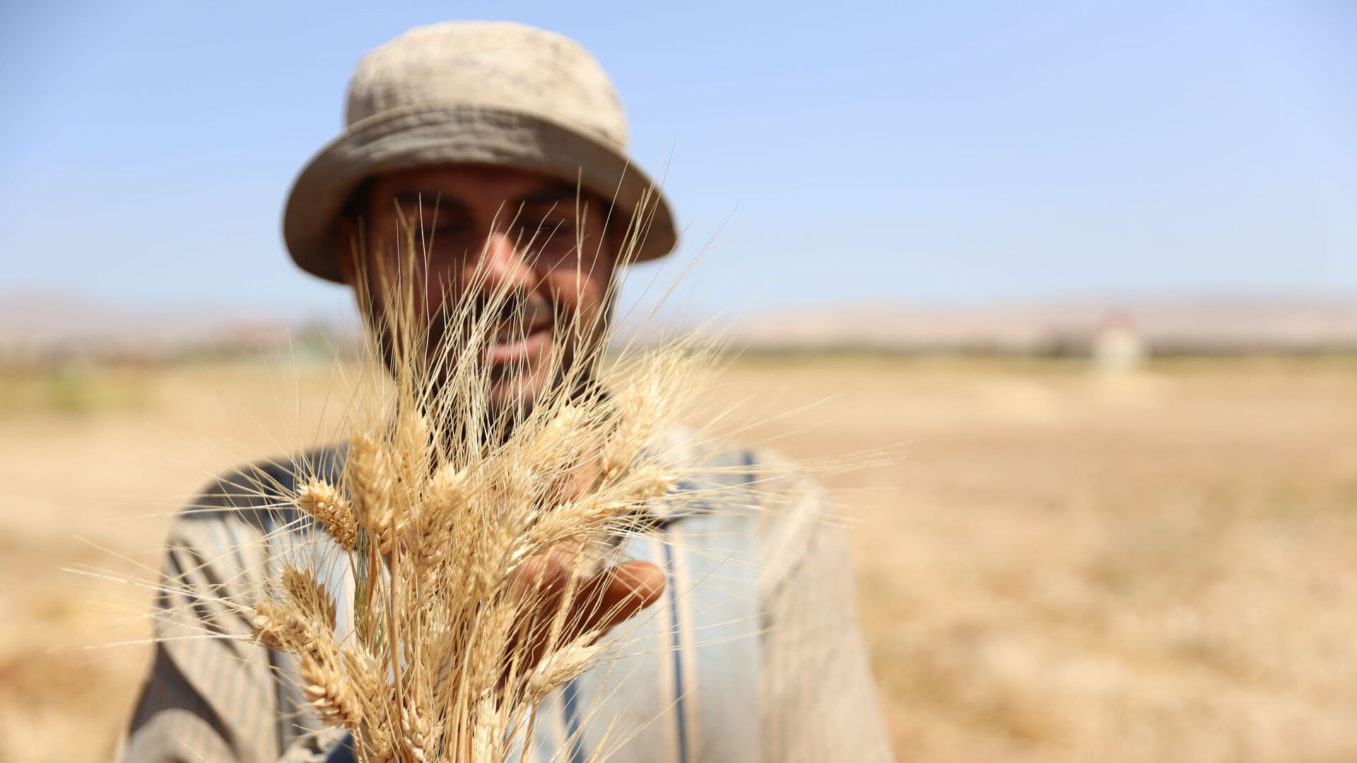 الحصاد بدأ مجددا.. هل تعود سوريا إلى تصدير القمح؟ - سبوتنيك عربي, 1920, 06.05.2022