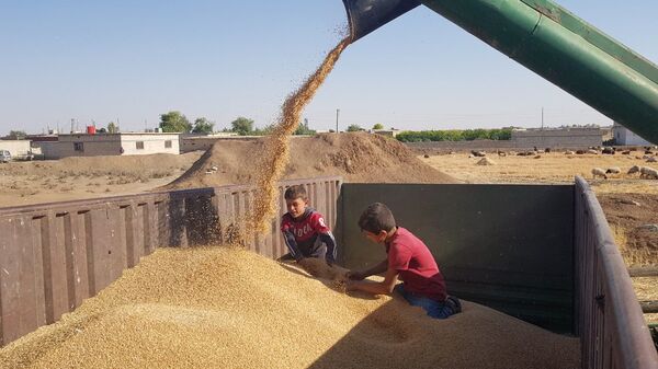 الحكومة السورية تصحو متأخرة لإنقاذ موسم القمح شرقي سوريا - سبوتنيك عربي
