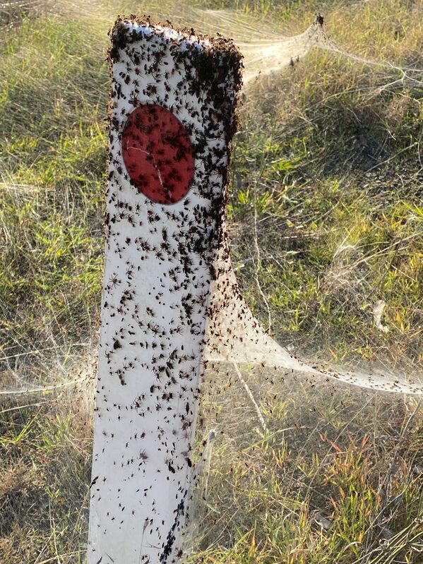 تُظهر صورة من مقطع فيديو انتشر على وسائل التواصل الاجتماعي، خيوط الـجوسامير نسجتها العناكب الحمراء والسوداء بالقرب من الأراضي الرطبة في لونغفورد، منطقة فيكتوريا، أستراليا في 14 يونيو 2021 - سبوتنيك عربي