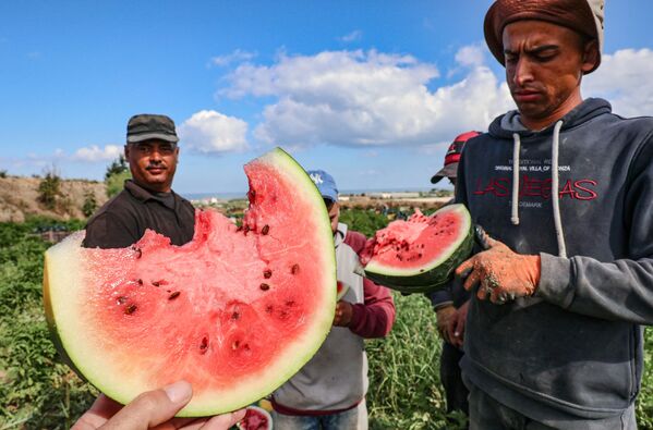 حصاد البطيخ في بيت لاهيا، شمال قطاع غزة، فلسطين 18 يونيو 2021 - سبوتنيك عربي