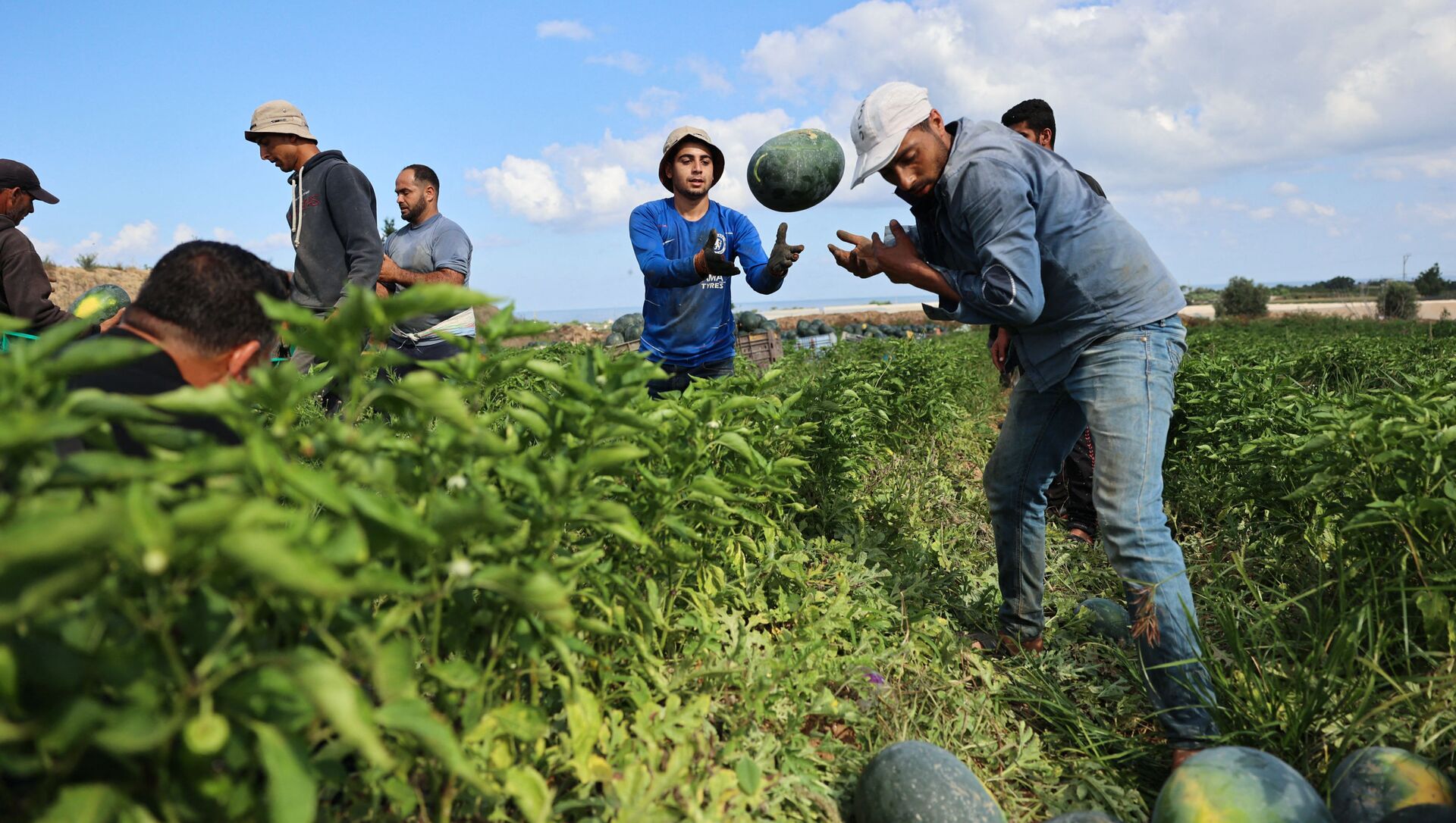 حصاد البطيخ في بيت لاهيا، شمال قطاع غزة، فلسطين 18 يونيو 2021 - سبوتنيك عربي, 1920, 12.07.2021