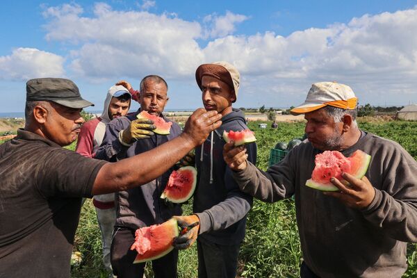 مزارعون فلسطينيون يتذوقون البطيخ خلال موسم حصاده في بيت لاهيا، شمال قطاع غزة، فلسطين 18 يونيو 2021 - سبوتنيك عربي