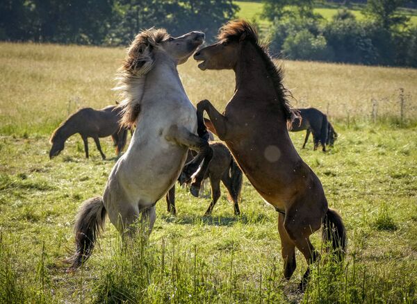 الفحول الأيسلندية تلعب في حظيرتها في مزرعة خيول في فيرهايم بالقرب من فرانكفورت، ألمانيا 21 يونيو 2021 - سبوتنيك عربي