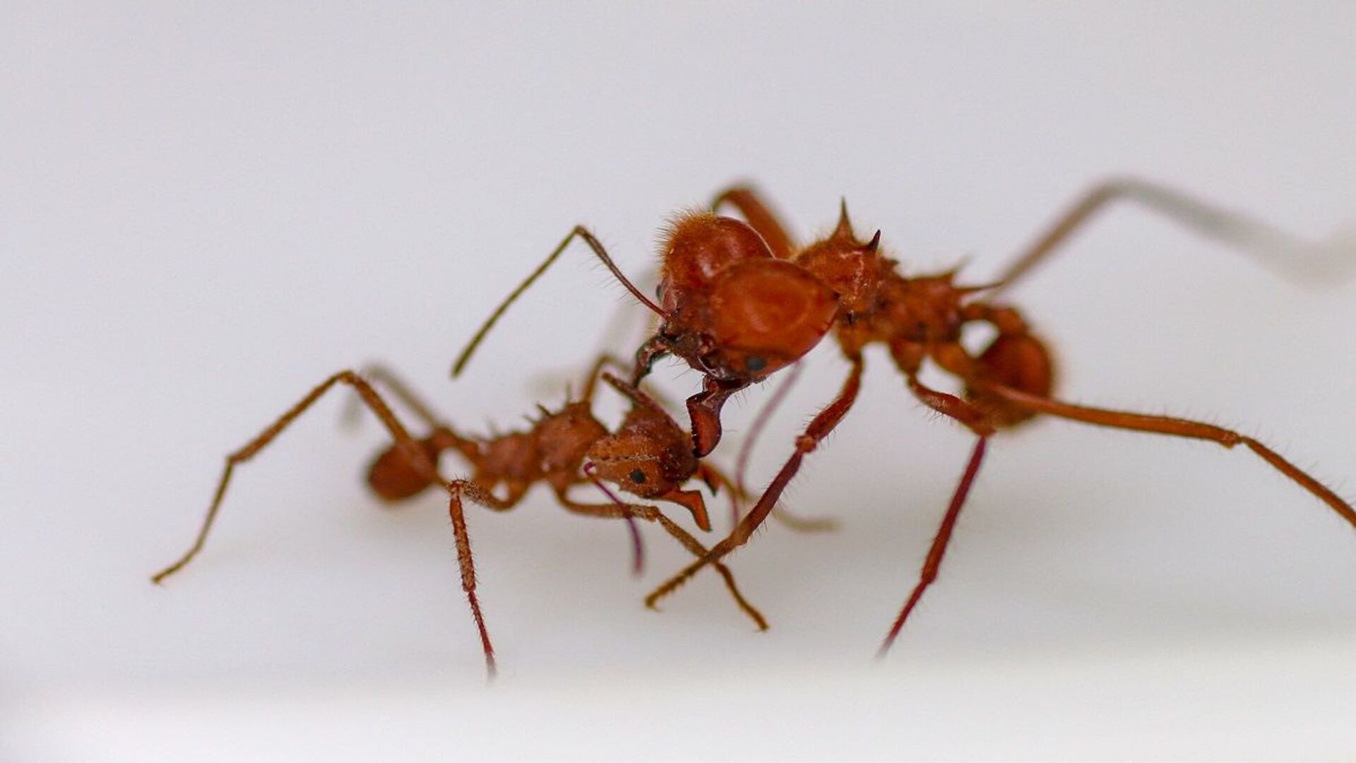 حشرات النمل - سبوتنيك عربي, 1920, 26.01.2023