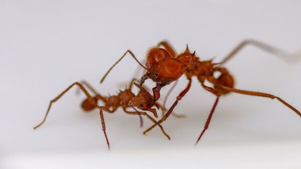 حشرات النمل - سبوتنيك عربي