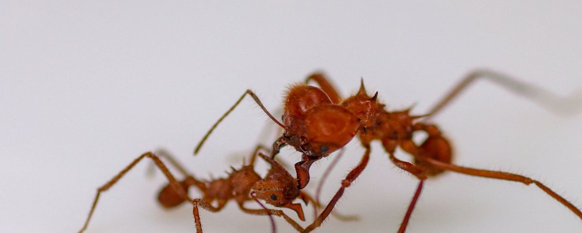 حشرات النمل - سبوتنيك عربي, 1920, 17.05.2022