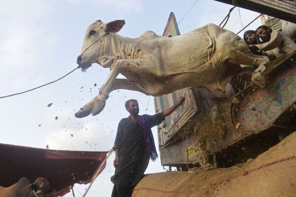 التجار يفرغون الماشية من شاحنة لتوفيرها لسوق الماشية في إطار التحضيرات لعيد الأضحى في كراتشي، 6 يوليو 2021 - سبوتنيك عربي