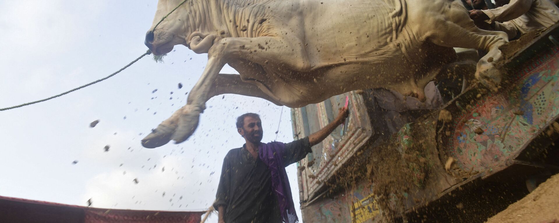 التجار يفرغون الماشية من شاحنة لتوفيرها لسوق الماشية في إطار التحضيرات لعيد الأضحى في كراتشي، 6 يوليو 2021 - سبوتنيك عربي, 1920, 19.09.2022
