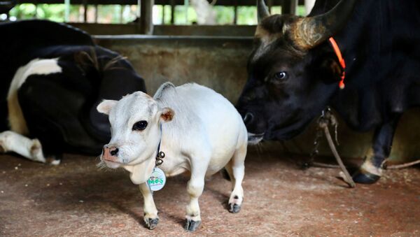 توافد آلاف المواطنين لرؤية البقرة القزم الأصغر في العالم، بنغلادش  - سبوتنيك عربي