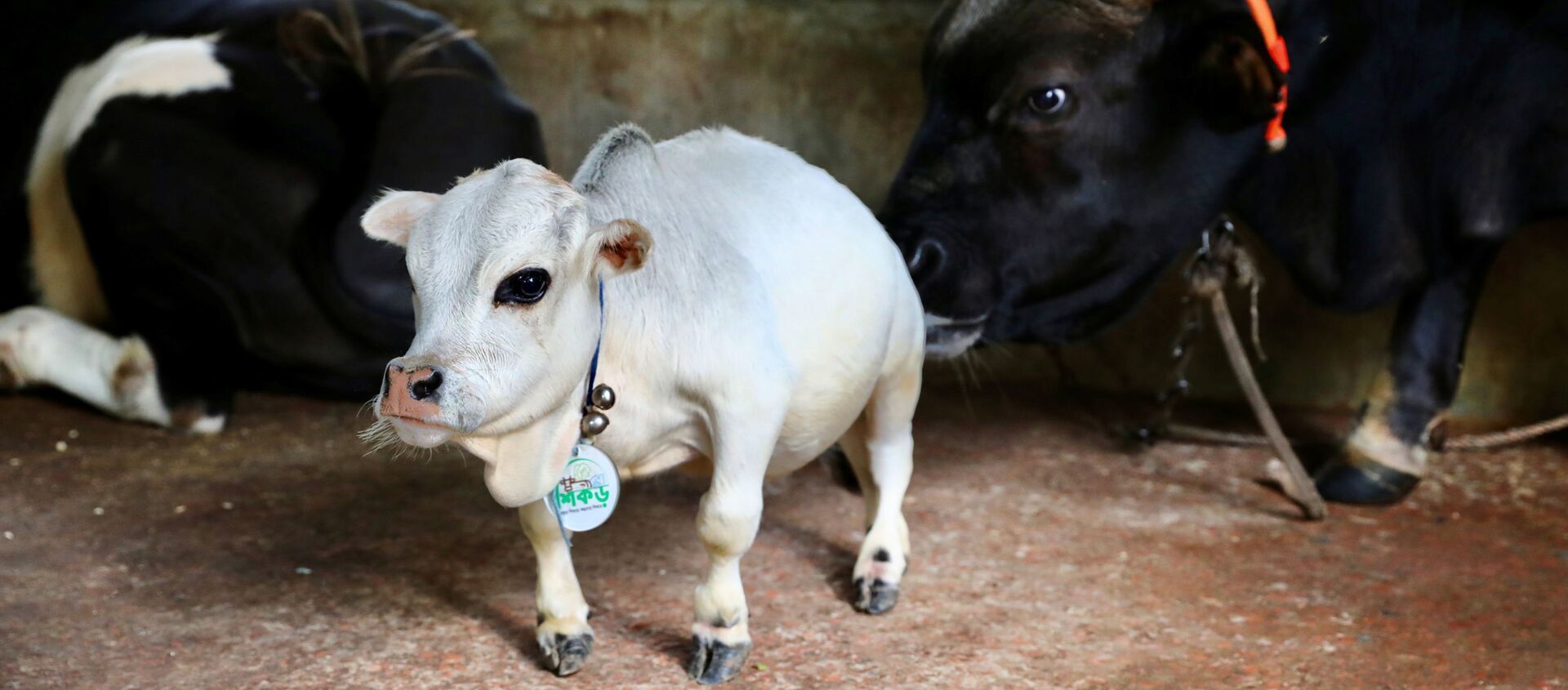 توافد آلاف المواطنين لرؤية البقرة القزم الأصغر في العالم، بنغلادش  - سبوتنيك عربي, 1920, 07.07.2021