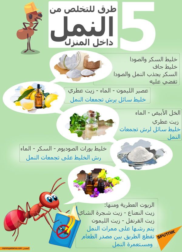 5 طرق للتخلص من النمل داخل المنزل - سبوتنيك عربي