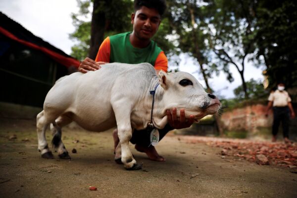 توافد آلاف المواطنين لرؤية البقرة القزم الأصغر في العالم تدعى راني، في نابيناغار في ضواحي دكه،  بنغلادش، 13 يوليو 2021 - سبوتنيك عربي