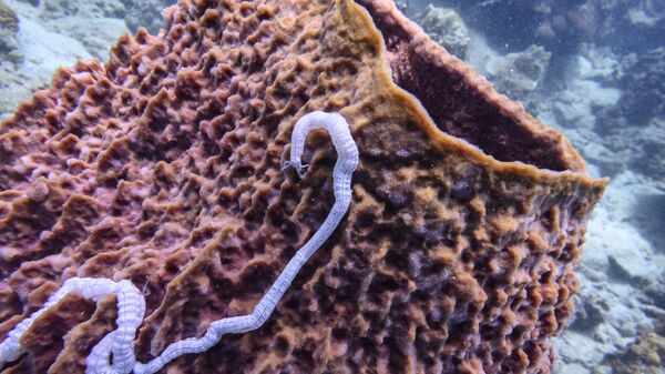 تعلق ديدان البحر على الشعاب المرجانية قبالة جزيرة كوه تاو في خليج تايلاند. - سبوتنيك عربي