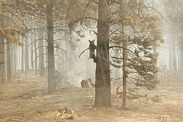 دب صغير يتشبث بغصن شجرة بعد أن رآه ضابط السلامة من فريق لحالات الطوارئ خلال الحرائق بوت ليغ في جنوب ولاية أوريغون، الدولايات المتحدة الأمريكية 18 يوليو 2021 - سبوتنيك عربي