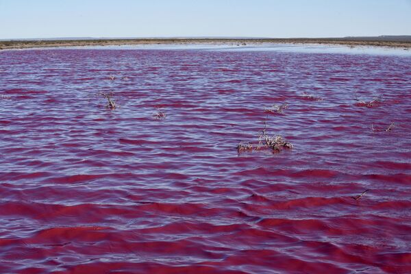 بحيرة وردية في محافظة تشوبوت، الأرجنتين 23 يلويو 2021 - سبوتنيك عربي