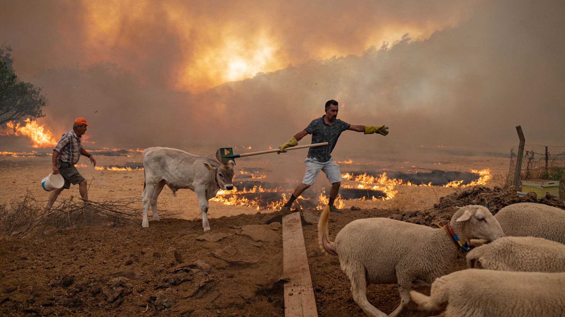 أهالي و حيوانات المناطق المتضررة من حرائق الغابات في تركيا، 2 أغسطس 2021 - سبوتنيك عربي, 1920, 04.08.2021