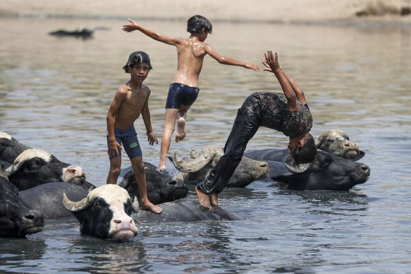 أولاد عراقيون يسبحون مع قطيع من الجواميس في نهر ديالى في منطقة الفضلية شمال شرق بغداد في 2 أغسطس 2021، وسط درجات حرارة صيفية شديدة الارتفاع. - سبوتنيك عربي