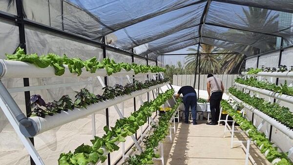 زراعة أسطح المنازل في تونس - سبوتنيك عربي