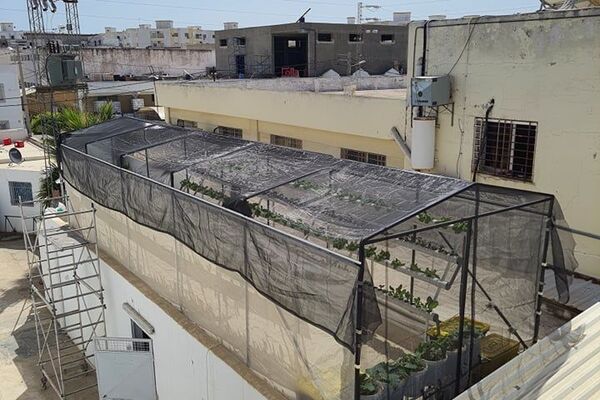 زراعة أسطح المنازل في تونس - سبوتنيك عربي