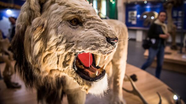 نسخة طبق الأصل من أسد الكهف المنقرض (Panthera spelaea) معروضة في متحف الماموث في مدينة ياكوتسك في 30 نوفمبر 2018. - سبوتنيك عربي