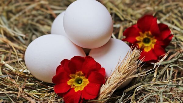 البيض غير المدجن في مزرعة بيض  - سبوتنيك عربي