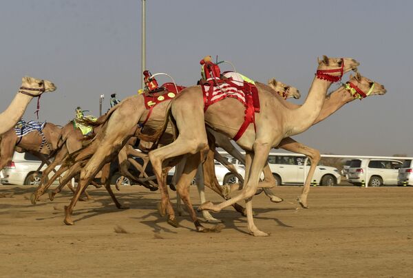 سباق الهجن في مدينة الطائف السعودية - سبوتنيك عربي