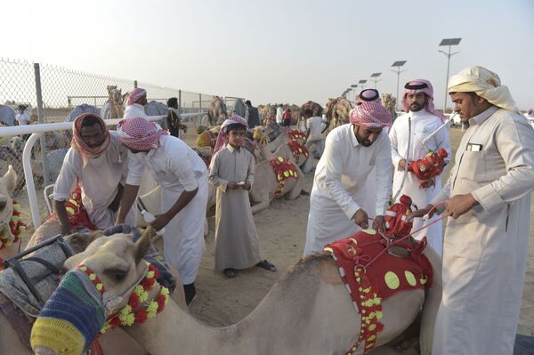 إعداد الإبل للمسابقة في مدينة الطائف السعودية - سبوتنيك عربي