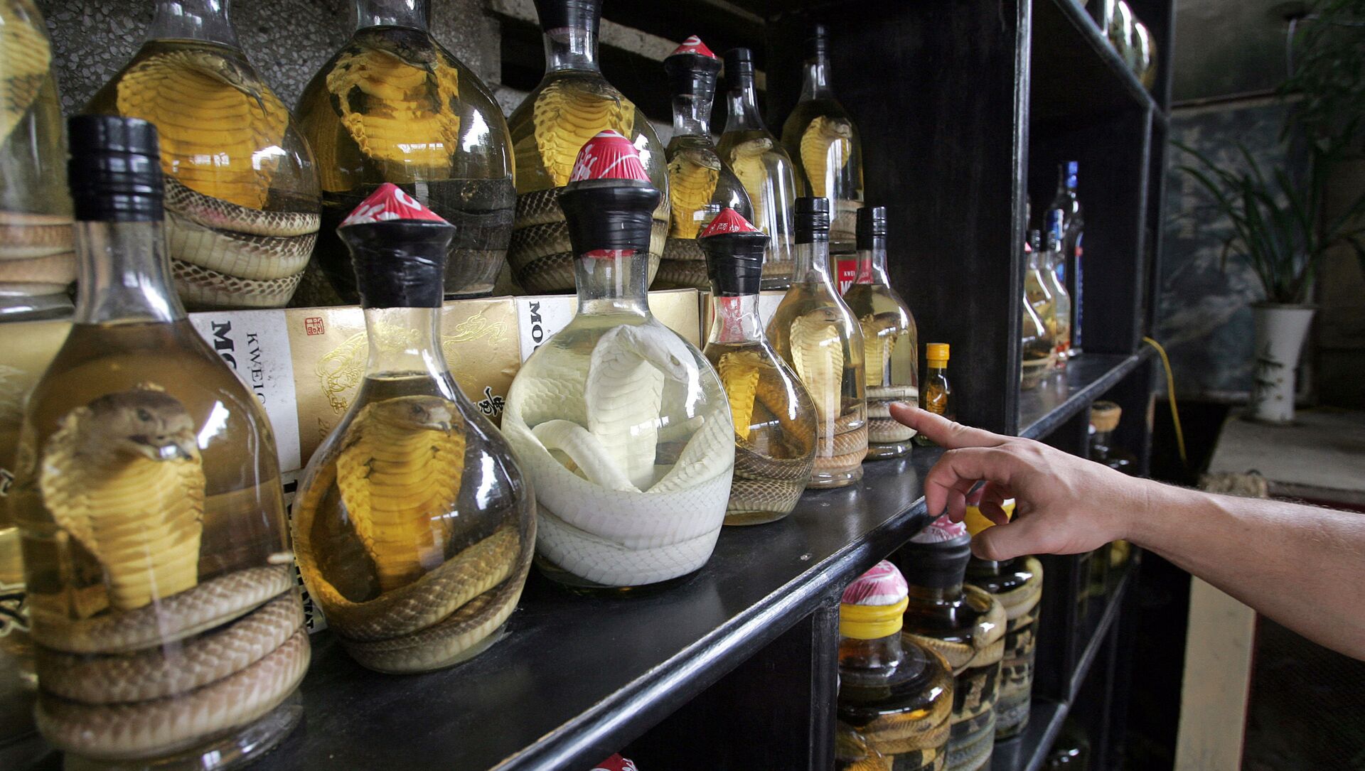 زجاجات من نبيذ الثعبان في مطعم في ضواحي مدينة هانوي، فيتنام - سبوتنيك عربي, 1920, 30.10.2021