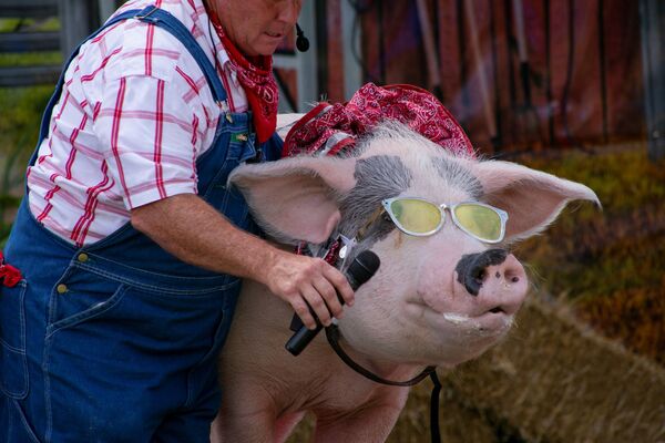 مزارع يعطي خنزيرًا ميكروفونًا ليغني على مسرح العرض الكوميدي ذا بورك تشوب ريفيو في معرض ولاية كنتاكي رقم 117 في لويزفيل، ولاية كنتاكي، الولايات المتحدة، 21 أغسطس 2021 - سبوتنيك عربي
