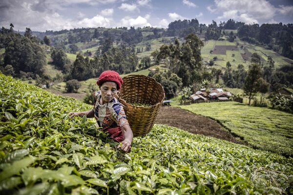 امرأة كينية تقوم بجمع أوراق الشاي في مزرعة شاي في مقاطعة ماثيويا، مورانجا، كينيا في 20 أغسطس 2021 - سبوتنيك عربي