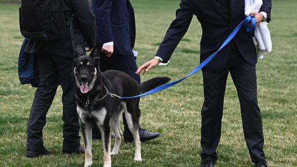 ميجور كلب الرئيس الأمريكي جو بايدن - سبوتنيك عربي
