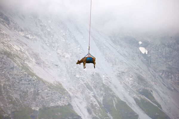 بقرة تُنقل بطائرة هليكوبتر بعد إقامتها الصيفية في مروج جبال الألب السويسرية المرتفعة بالقرب من كلاوسن باس، سويسرا، 27 أغسطس 2021 - سبوتنيك عربي
