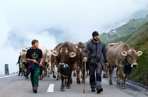 الرعاة وأبقارهم يعبرون قمة كلاوسن باس في طريقهم إلى وادي أورنيربودن في جبال الألب السويسرية بعد إقامتهم الصيفية في المروج العالية بالقرب من كلاوسن باس، سويسرا، 28 أغسطس 2021 - سبوتنيك عربي