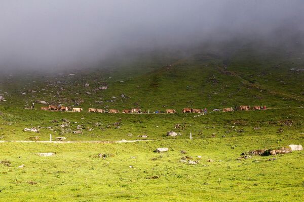 الرعاة وأبقارهم يعبرون قمة كلاوسن باس في طريقهم إلى وادي أورنيربودن في جبال الألب السويسرية بعد إقامتهم الصيفية في المروج العالية بالقرب من كلاوسن باس، سويسرا، 28 أغسطس 2021 - سبوتنيك عربي