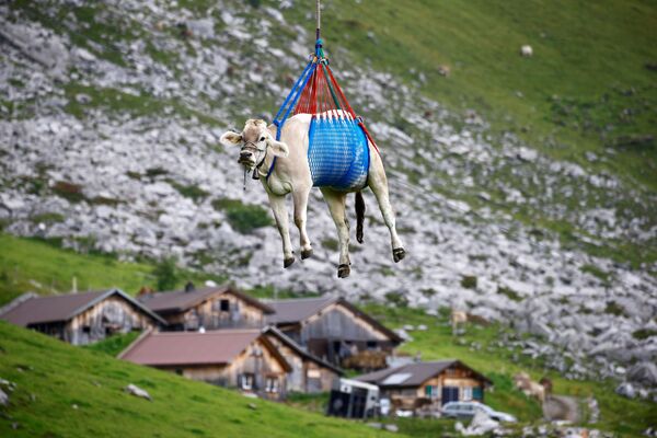 بقرة تُنقل بطائرة هليكوبتر بعد إقامتها الصيفية في مروج جبال الألب السويسرية المرتفعة بالقرب من كلاوسن باس، سويسرا، 27 أغسطس 2021 - سبوتنيك عربي
