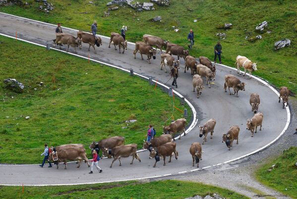الرعاة وأبقارهم في طريقهم إلى وادي أورنيربودن في جبال الألب السويسرية بعد إقامتهم الصيفية في المروج العالية بالقرب من كلاوسن باس، سويسرا، 28 أغسطس 2021 - سبوتنيك عربي