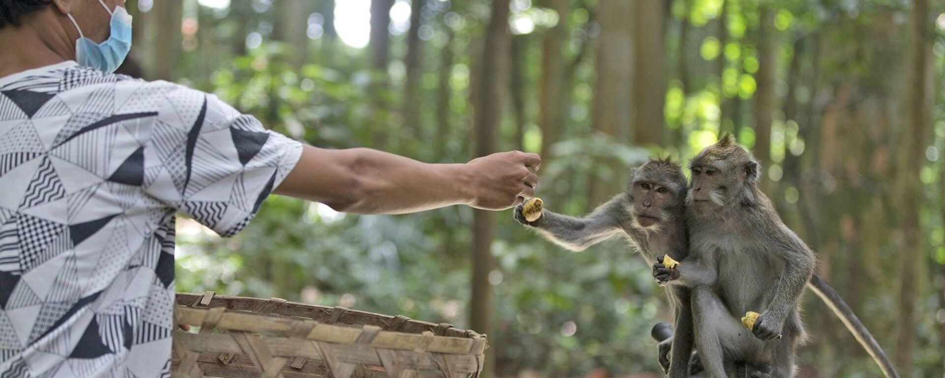 عامل يطعم قرود المكاك خلال وقت التغذية في غابة سانجه للقردة، جزيرة بالي، إندونيسيا، 1 سبتمبر/ أيلول 2021 - سبوتنيك عربي, 1920, 22.05.2022