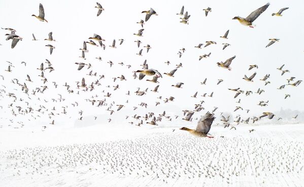 صورة بعنوان الأوز ذات الأقدام الوردية تستقبل الشتاء، للمصور تيري كولاس، الفائز بجائزة مسابقة التصوير بواسطة الدرون لعام 2021

تجمع الآلاف من الأوز ذات الأقدام الوردية في وسط النرويج في الربيع، في طريقها إلى مناطق التكاثر في سفالبارد في القطب الشمالي. ربما بسبب تغير المناخ، أصبحت الطيور تصل في وقت مبكر من كل عام وغالبًا ما تكون الأرض والحقول التي يتغذون عليها لاتزال مغطاة بالثلوج لدى وصولها. يميل الأوز إلى استخدام نفس المسارات، لذلك عند انتظارهم في الهواء بطائرة بدون طيار، يمكن الحصول على صور مذهلة مثل هذه. - سبوتنيك عربي