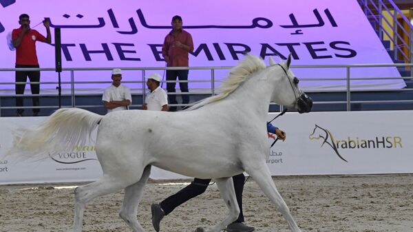 حصان عربي ، يملكه مربط دبي للخيل العربية - سبوتنيك عربي
