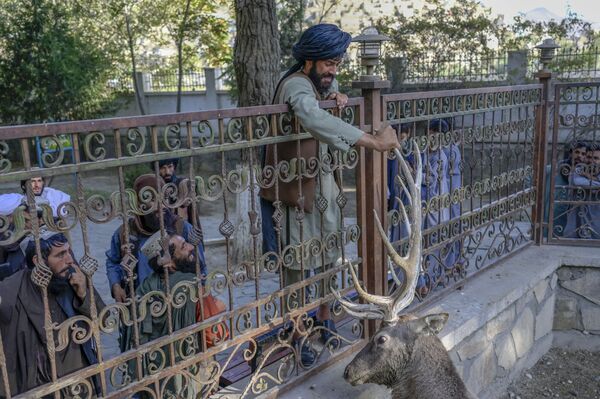 أحد مسلحين حركة طالبان يحاول لمس قرن غزال في حديقة حيوانات في كابول، أفغانستان، 17 سبتمبر 2021 - سبوتنيك عربي