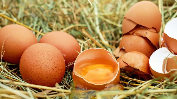 بيض في عش دجاج  - سبوتنيك عربي