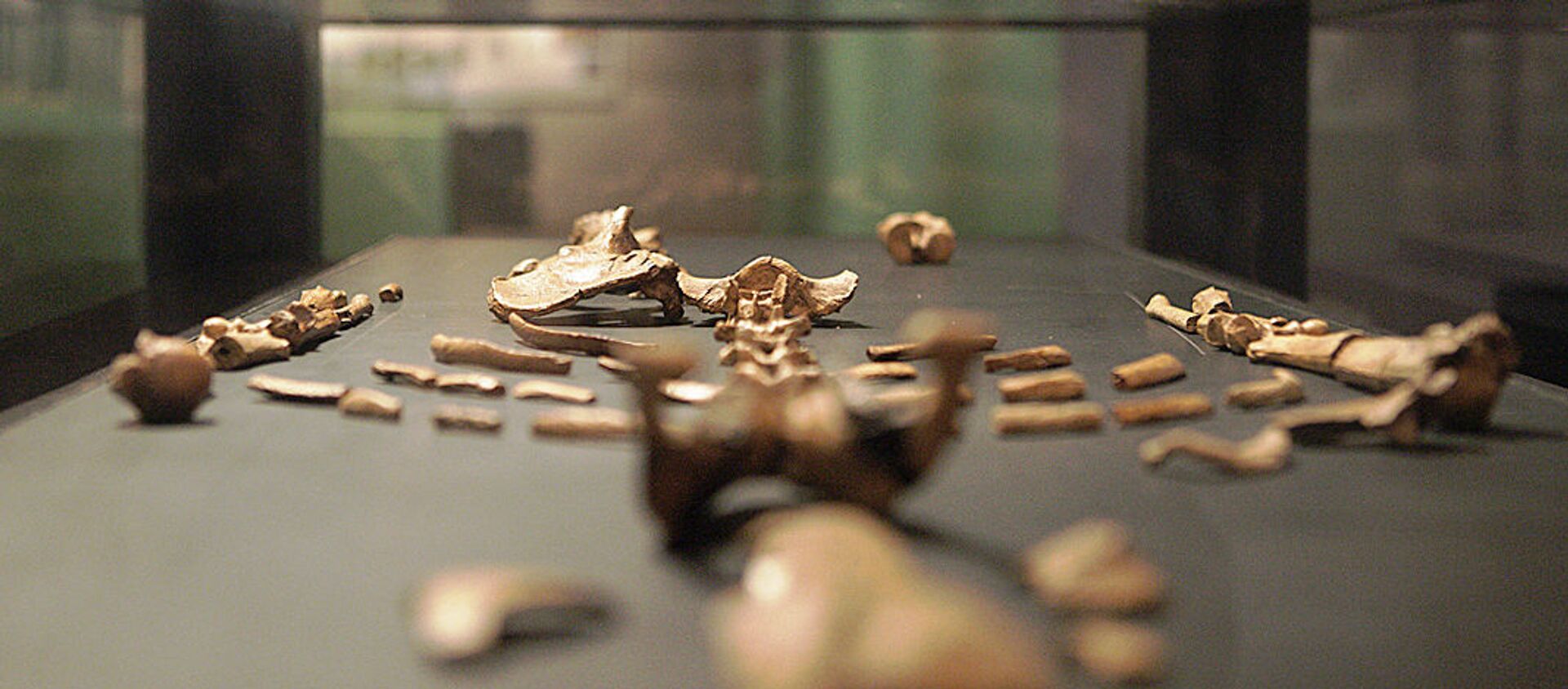 نسخة طبق الأصل للهيكل العظمي لوسي في افتتاح المعرض الدائم الجديد بالمتحف الوطني الإثيوبي، 3 ديسمبر/ كانون الأول 2014 - سبوتنيك عربي, 1920, 05.10.2021