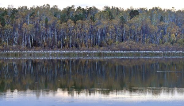 منظر لإنعكاس الأشجار في مياه نهر إركوتسك في إقليم كراسنويارسكي كراي الروسي، 30 سبتمبر 2021 - سبوتنيك عربي